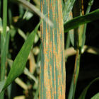 Stripe rust on wheat plant